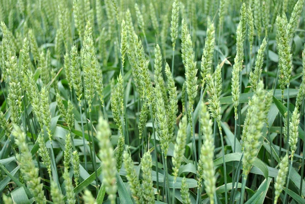 stock image Green spikes of wheat (wheatear)