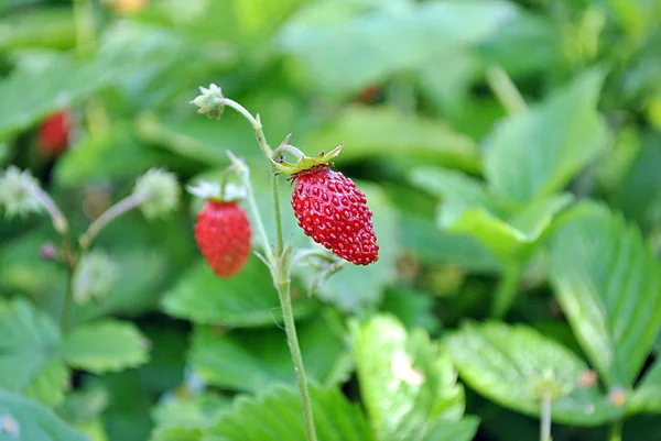 Φράουλα, κόκκινο μούρο — Φωτογραφία Αρχείου