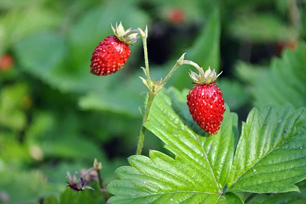 Erdbeere, rote Beere — Stockfoto