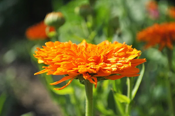 Ringelblume, Heilpflanze — Stockfoto