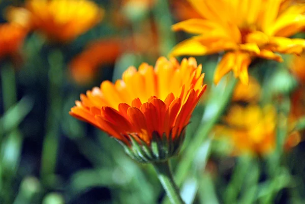 stock image Calendula, medicinal plant