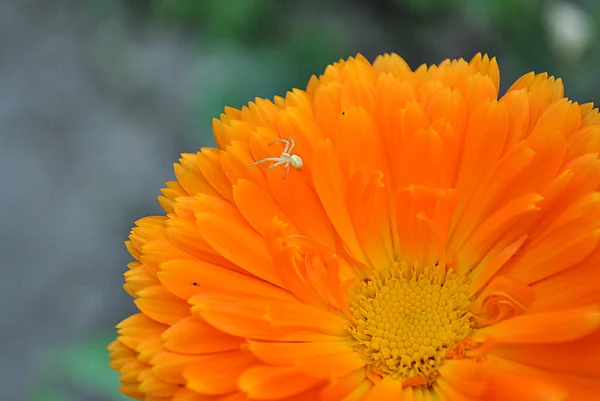 与蜘蛛，药用植物金盏花 — 图库照片