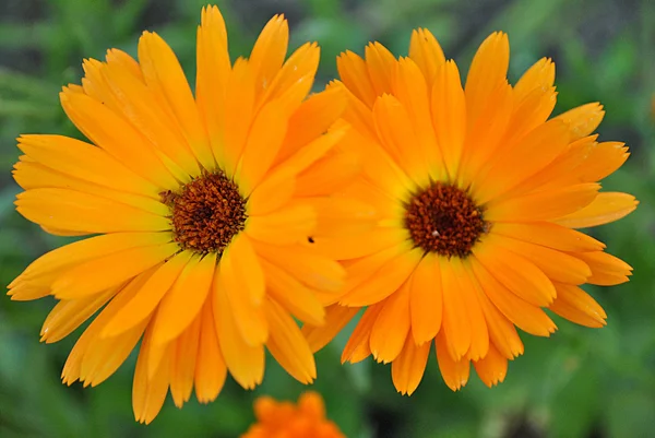 Calêndula flores, planta medicinal — Fotografia de Stock
