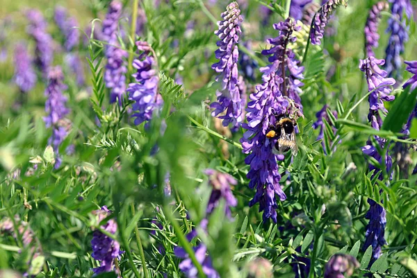 Yabani bitkiler ile bumblebee — Stok fotoğraf