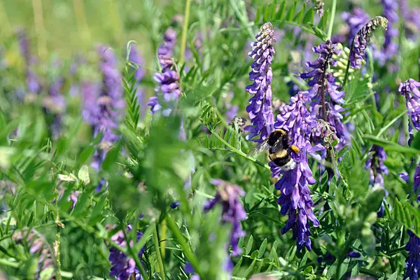 Yabani bitkiler ile bumblebee — Stok fotoğraf