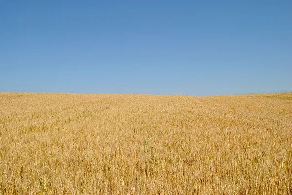 Золоті шипи пшениці під блакитним небом — стокове фото