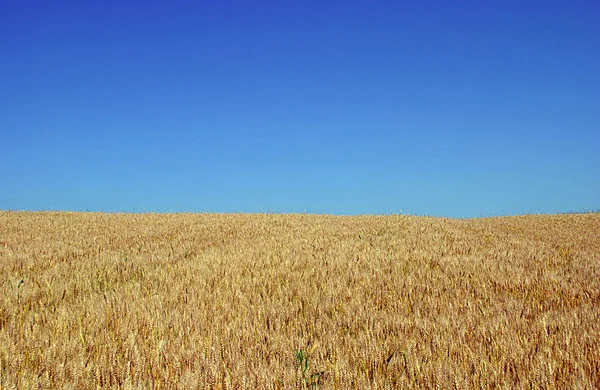 Espigas de trigo dorado bajo el cielo azul — Foto de Stock