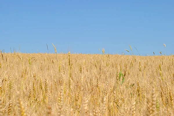 Golden wheat spikes under blue sky