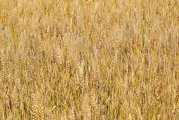 Altın buğday sivri — Stok fotoğraf