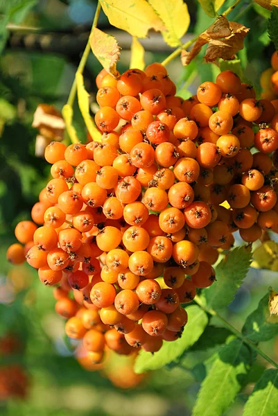Orange Ashberry — Stock Photo, Image