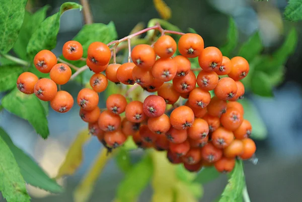 Portakal ashberry — Stok fotoğraf
