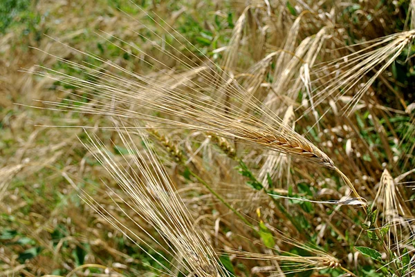 Golden wheat spikes Royalty Free Stock Photos