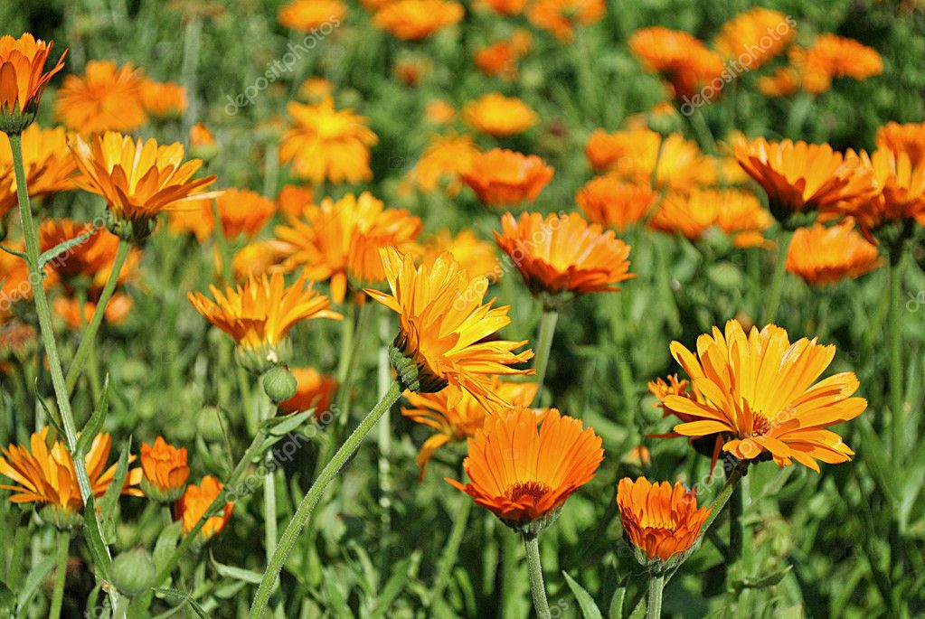 Calendula, medicinal plant Stock Photo by ©dimkamystery 11531075