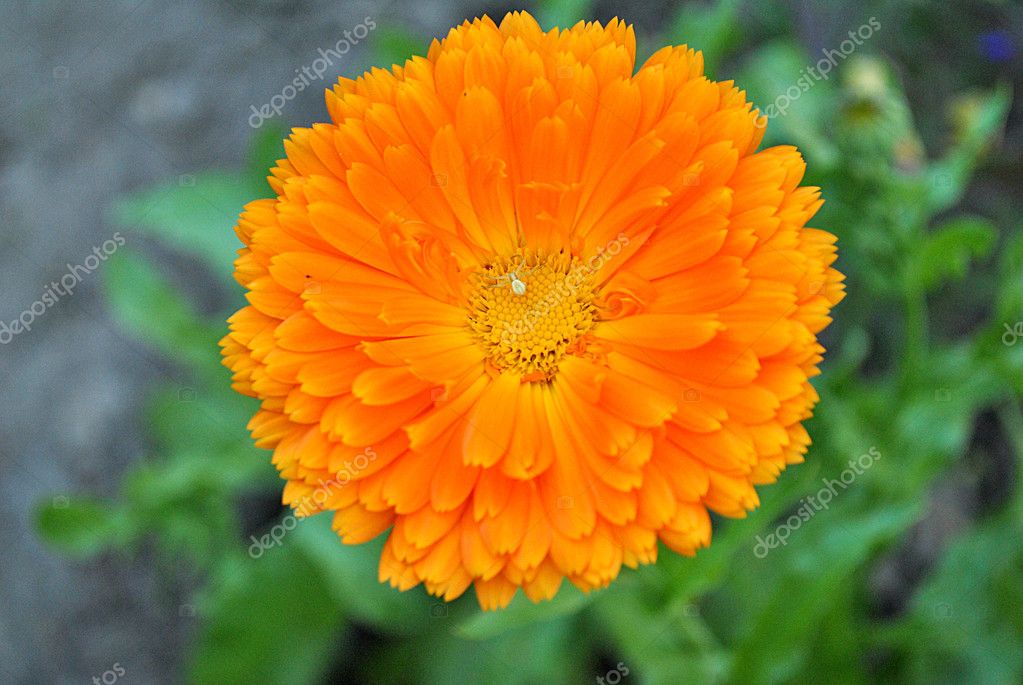 Calendula, medicinal plant — Stock Photo © dimkamystery 11531079