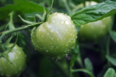 yağmur suyu damla sonra yeşil domates