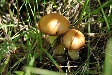 Boletus impolitus, mushrooms clipart