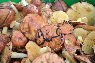 Boletus impolitus, mantar sepeti