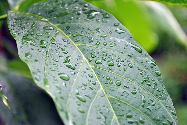 stock image Leaf with drops of water