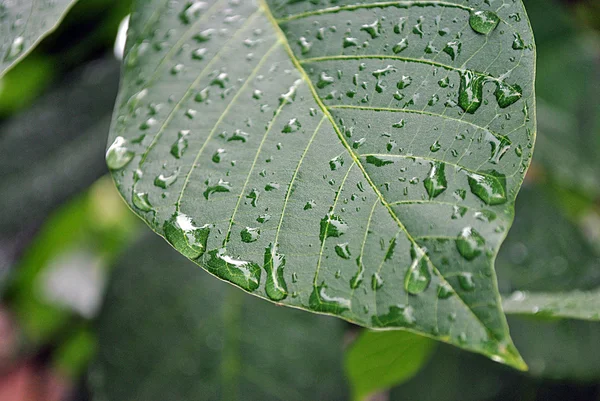 stock image Walnut leaf with drops of water