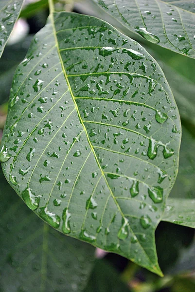 Stock image Leaf with drops of water