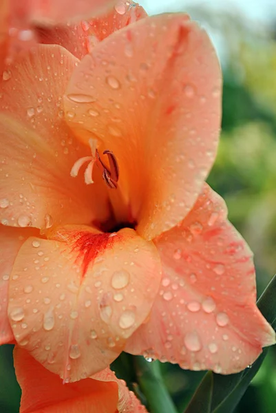 Flor de gladiolo rojo con gotas de agua — Foto de Stock