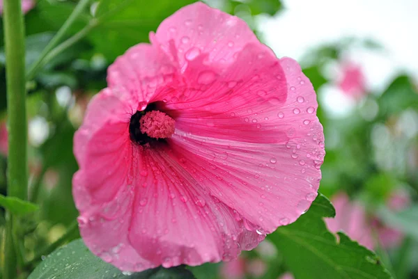 Рожева квітка з краплями води — стокове фото