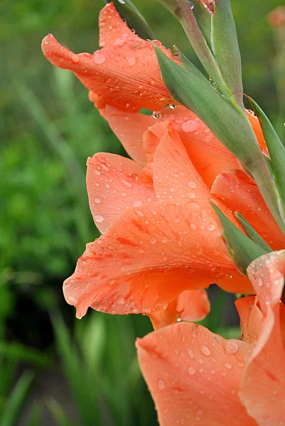 Ljus röd gladiolus efter regn — Stockfoto