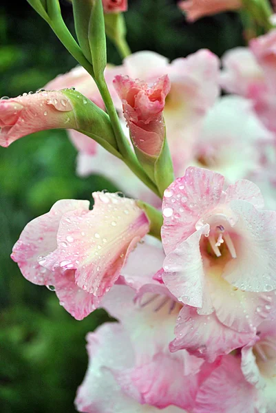 Gladiolo rosa-bianco dopo la pioggia — Foto Stock