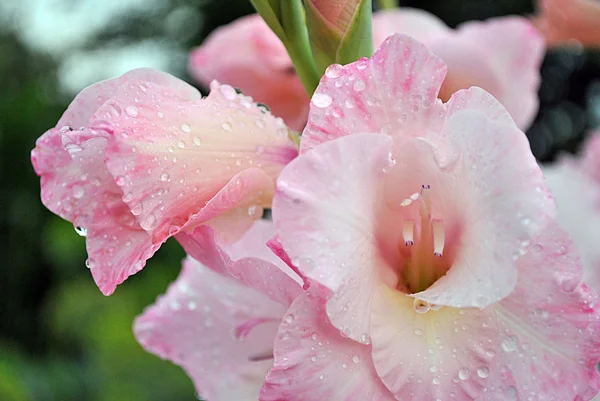 Розовые гладиолусы с капельками воды — стоковое фото