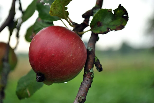 Malé červené jablko na větvi — Stock fotografie