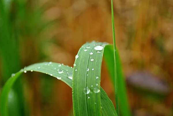 Feuilles d'herbe avec gouttes d'eau — Photo