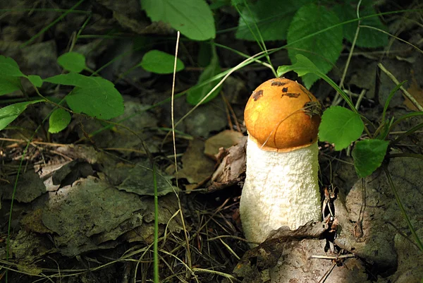 Boleto de gorro de laranja, cogumelo na madeira — Fotografia de Stock