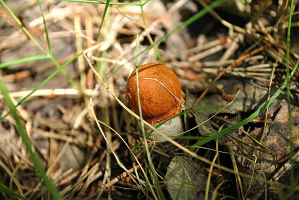 Oranje-cap bronskleurig, paddestoel — Stockfoto