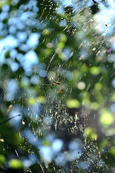 Паутина с пауком на дереве — стоковое фото