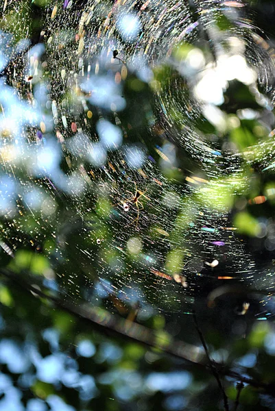 Spider's web on the tree — Stockfoto