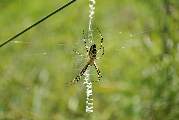 stock image Spider sitting on a web