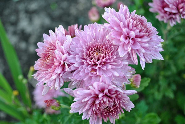 Fiori di crisantemo rosa — Foto Stock
