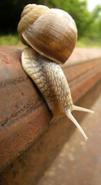 stock image Snail on the rail