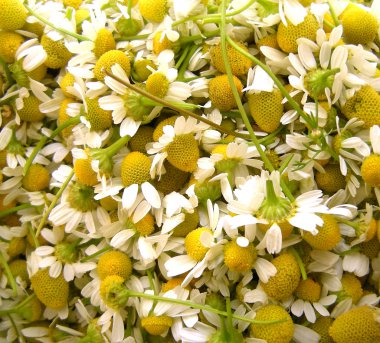 Chamomile clipart