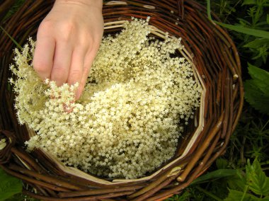 Elderflower harvest clipart