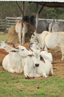 Cattle in Yards clipart