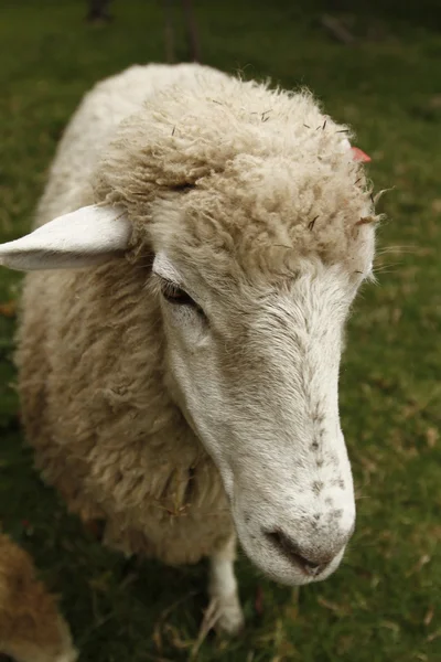 Шерстяная овца — стоковое фото