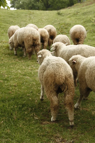 Wollige sheeps — Stockfoto