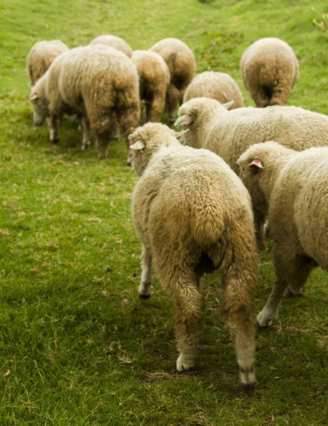 Ovelhas de lã — Fotografia de Stock