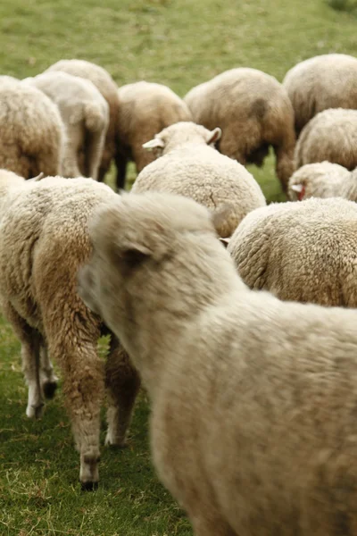 Ovelhas de lã — Fotografia de Stock