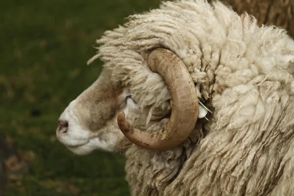 Ovelha-de-lã — Fotografia de Stock