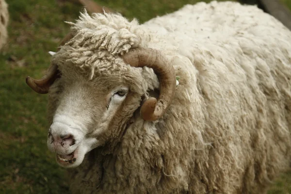 Ovelha-de-lã — Fotografia de Stock