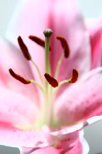 Lily pink flower — Stock Photo, Image