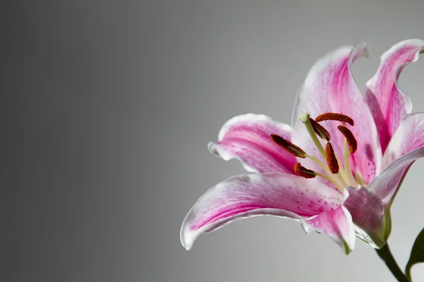 stock image Lily pink flower