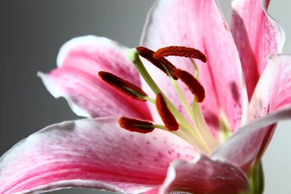 stock image Lily pink flower